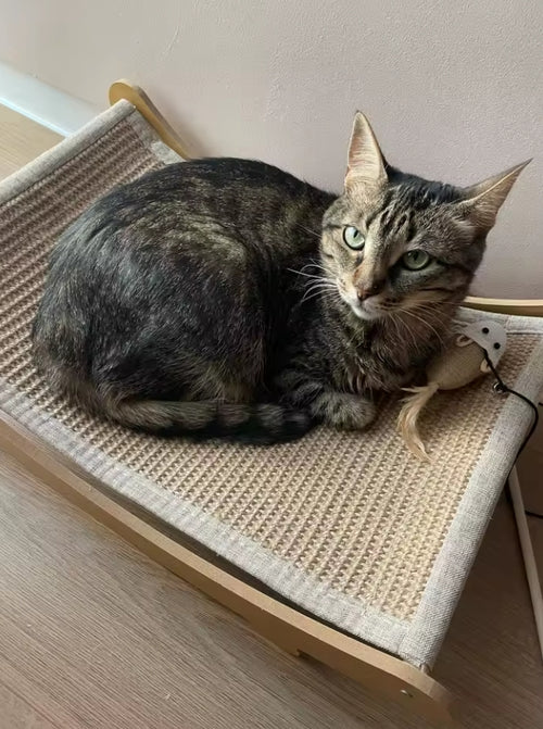 Finally — A Scratcher Your Cat Chooses Over Your Couch